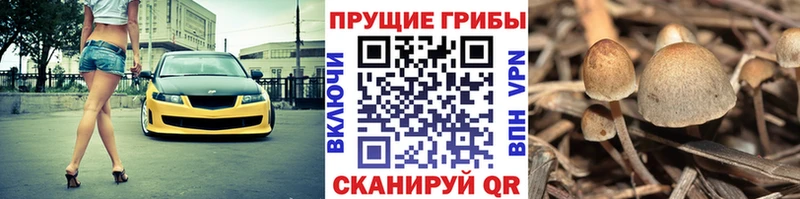 Псилоцибиновые грибы мицелий Приволжский